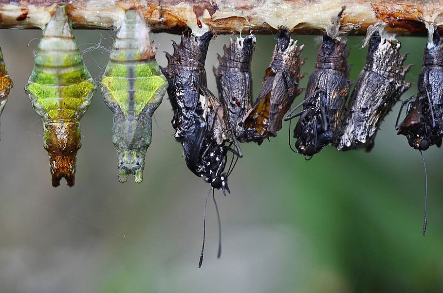 cocoons, larva, larvae, insect larvae, macro, nature, parides iphidamas HD wallpaper