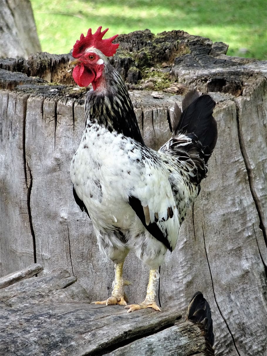 chicken, farm, chickens, poultry, agriculture, wildlife photography HD wallpaper