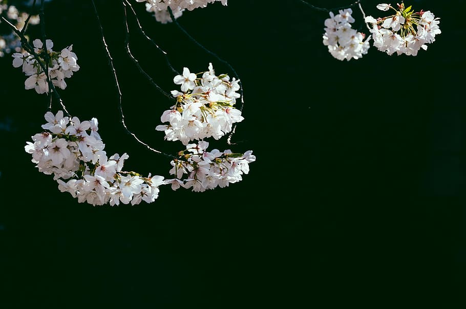 Cherry Blossom flowers, white cherry blossom flowers, tree, minimal, HD wallpaper