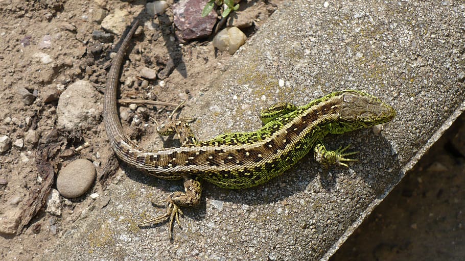 sand lizard, cold blooded animals, reptile, nature, move, males HD wallpaper