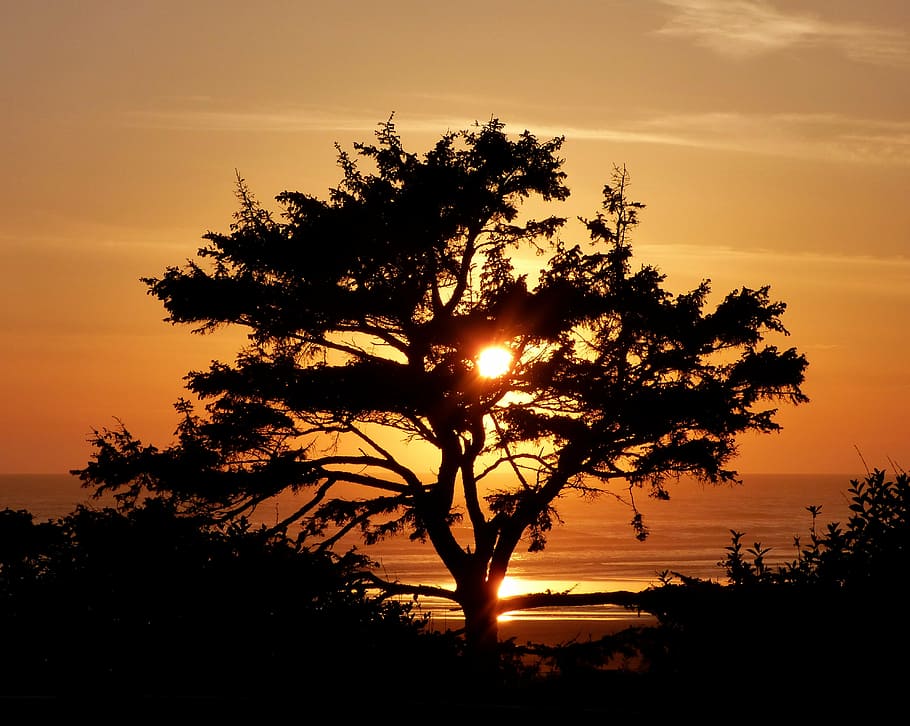 silhouette of tree during sunset, ocean, beach, kalaloch, nature, HD wallpaper