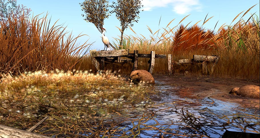 beaver, landscape, swamp, waters, virtual, plant, nature, animal themes HD wallpaper