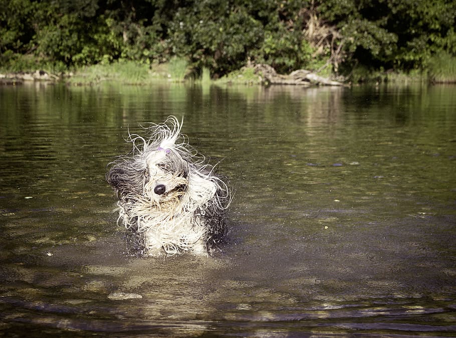 dog, funny, wet, bathe, river, entertainment, mammal, animal themes HD wallpaper