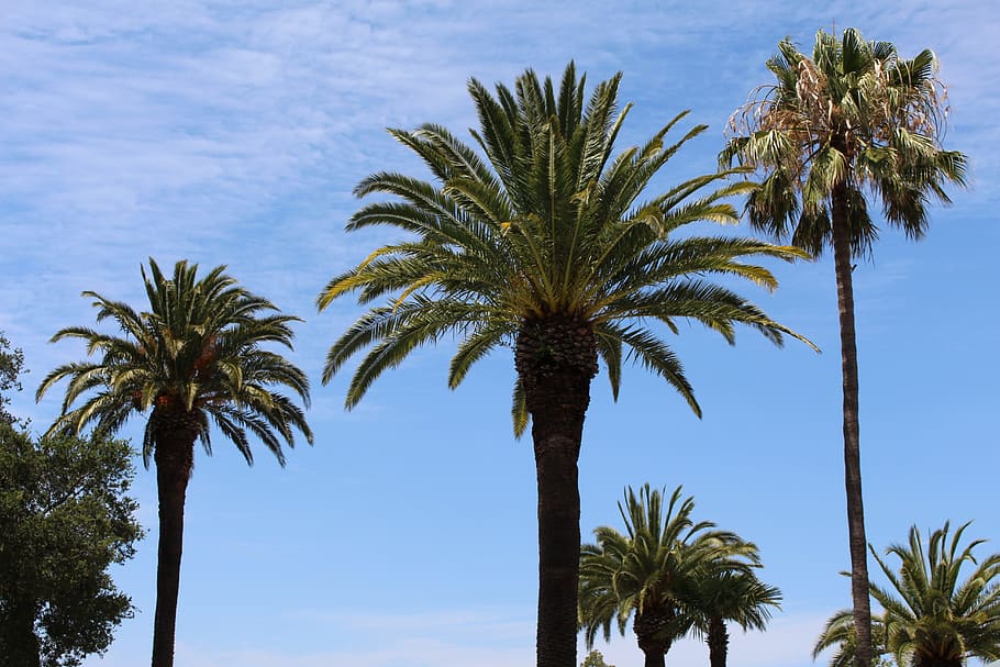 Palms, Palm Tree, Tropical, Summer, sky, palm tree isolated HD wallpaper