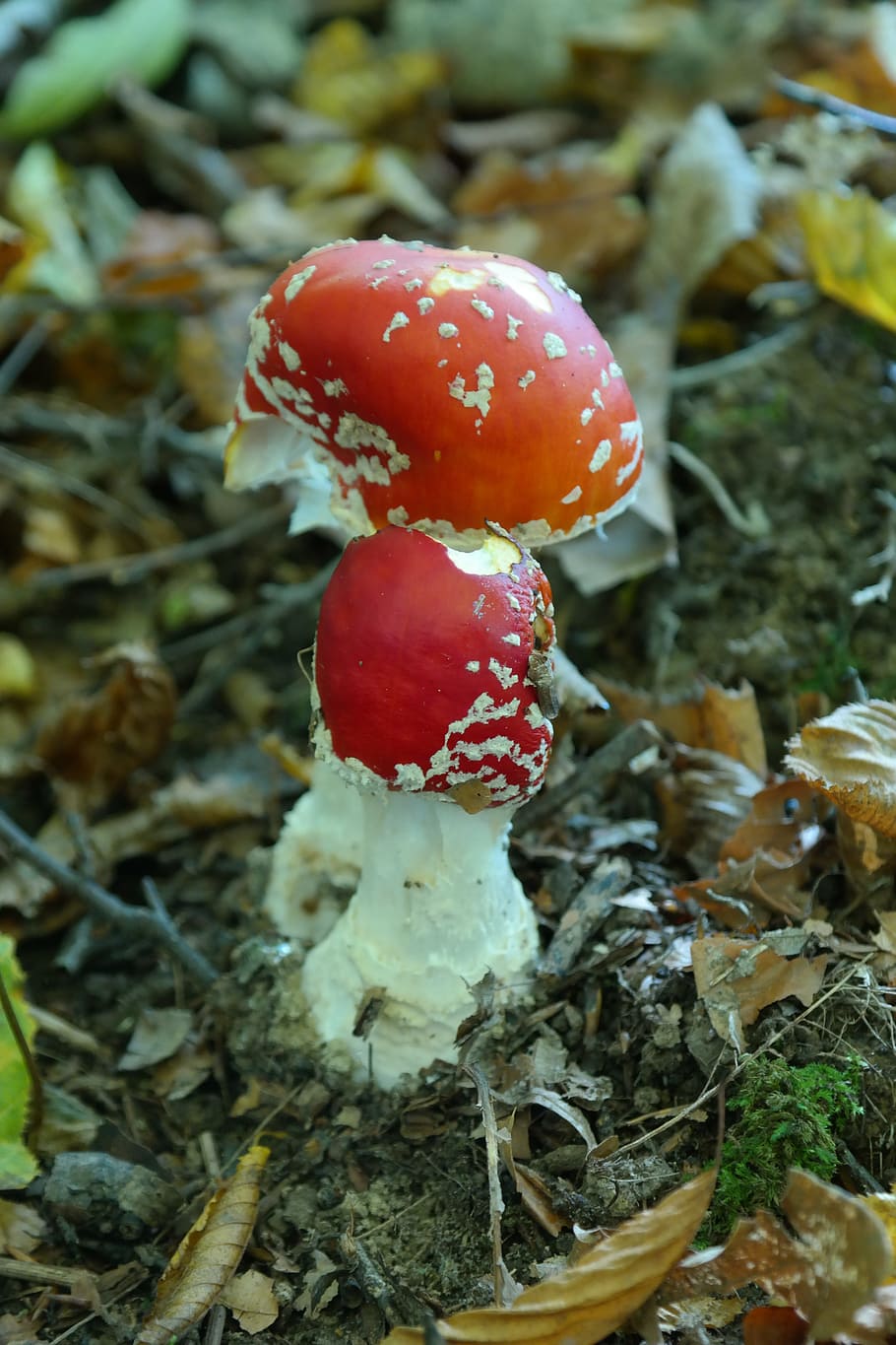 Fly Agaric, Mushroom, Toxic, red, spotted, amanita muscaria HD wallpaper