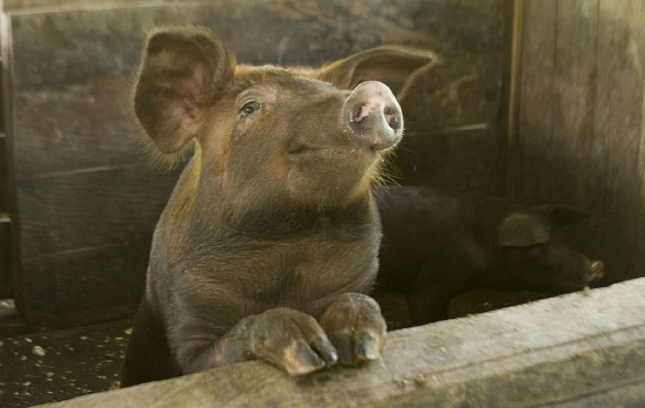 black and brown pig, swine, pork, agriculture, portrait, pen, HD wallpaper