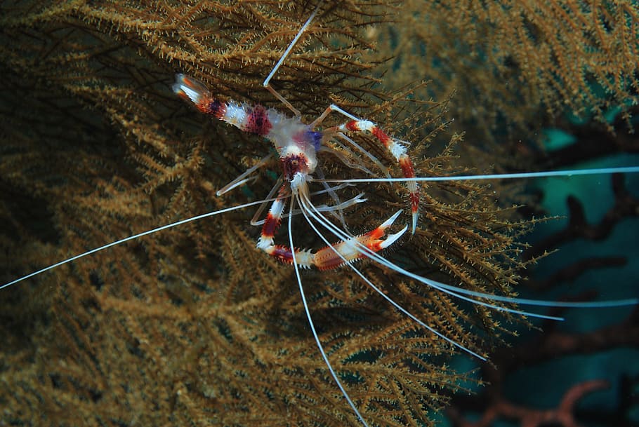 Shrimp, Diving, Water, Sea ​​Cave, rock, ocean, tongs, side HD wallpaper