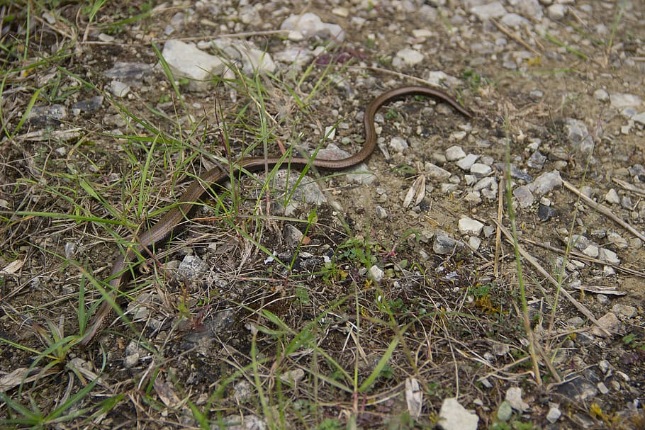 nature, slow worm, snake, crawl, reptile, land, animal wildlife HD wallpaper