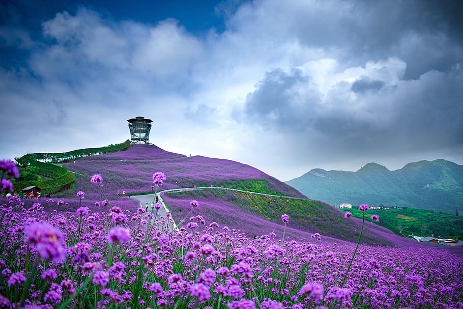 purple flower field under gray and white cloudy sky at daytime, HD wallpaper