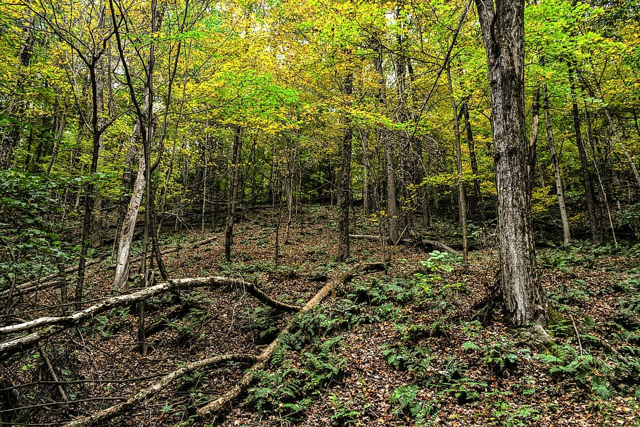 forest, woods, nature, forest landscape, outdoors, environment HD wallpaper