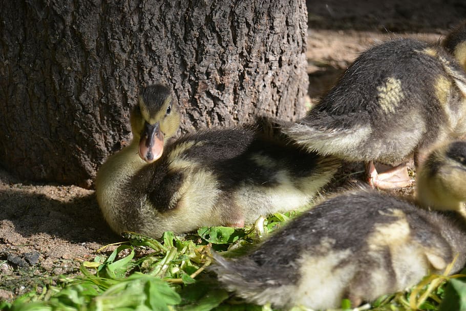 ducky, ducks, young, bird, water bird, bill, feather, chicks HD wallpaper