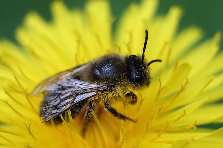 Honey Bee, Bee, Bee, Macro, Insect, Pollen, pollination, flight insect HD wallpaper