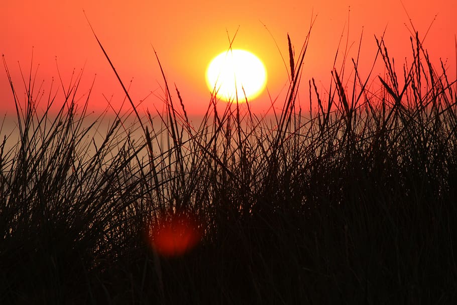 grasses, sun, sunset, north sea, abendstimmung, coast, nature HD wallpaper