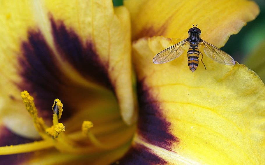 flower, insect, hover fly, invertebrate, close-up, beauty in nature HD wallpaper
