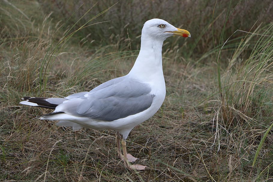 seagull, beach, bird, bill, baltic sea, most beach, animal HD wallpaper