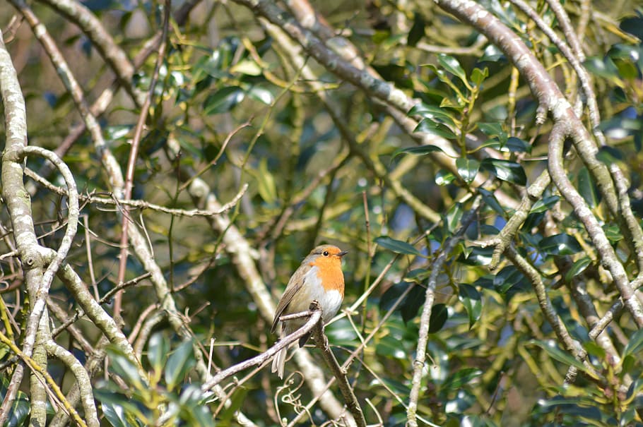 Robin, Bird, Wildlife, Songbird, redbreast, perched, tree branches, HD wallpaper