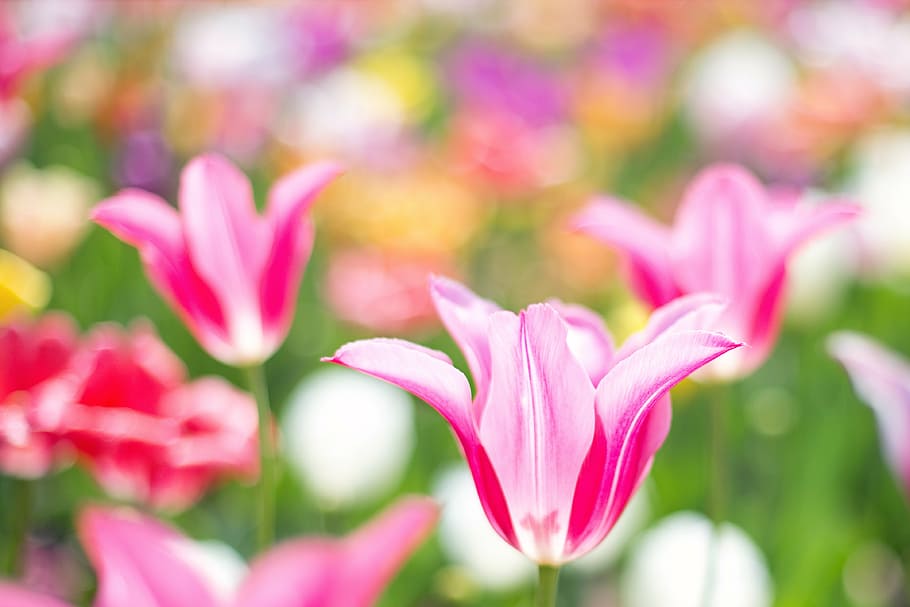 closeup photo of tulips flowers, pink, garden, spring, floral HD wallpaper