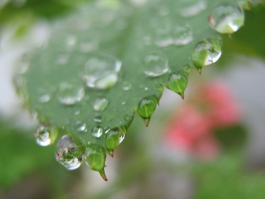 Drip, Wet, Leaves, Leaf, rain, drop, water, nature, raindrop HD wallpaper