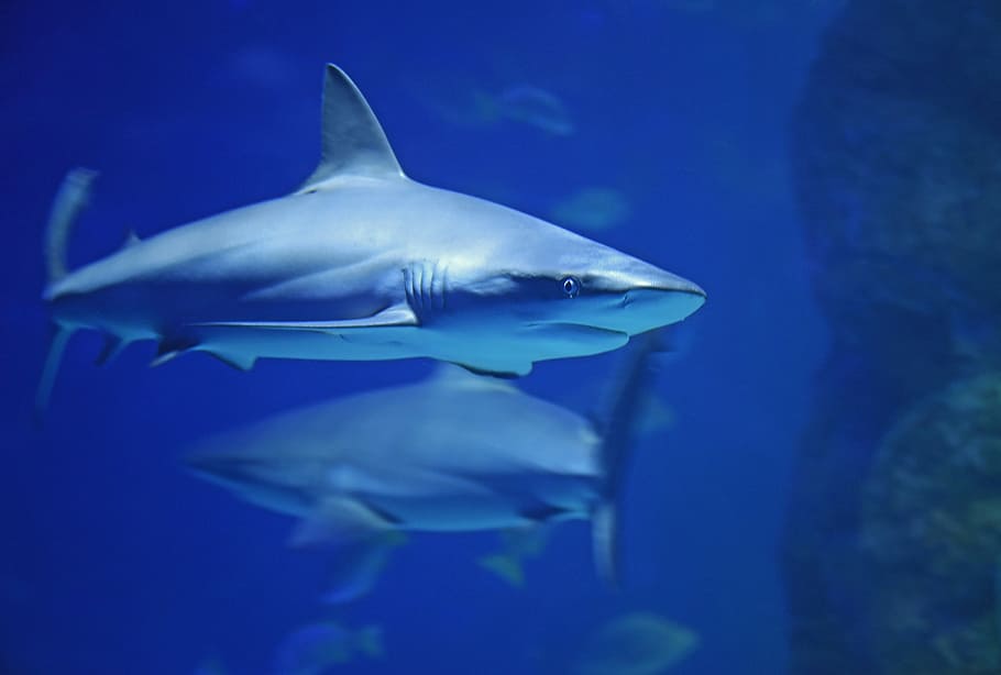 underwater photography of shark, gray shark underwater, fish HD wallpaper