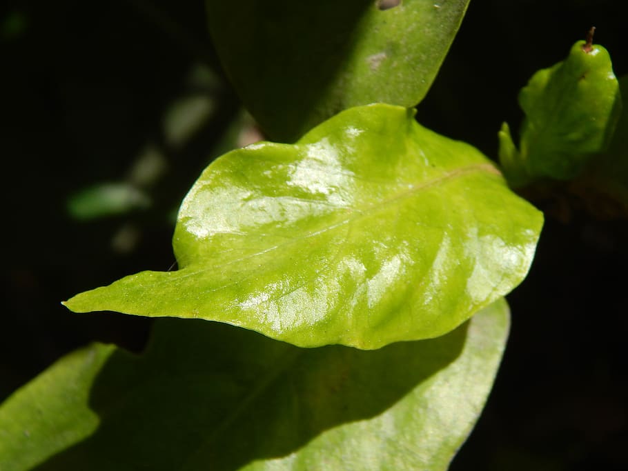 leaf, green, new, bright leaf, green color, close-up, plant HD wallpaper
