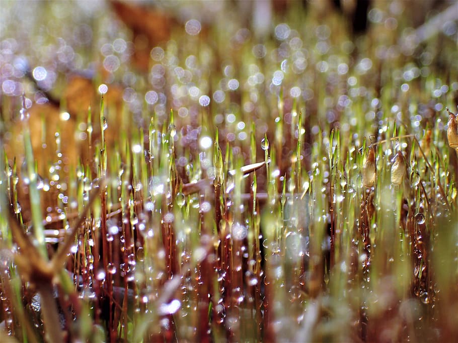 moist, moss, water droplets, selective focus, plant, growth HD wallpaper