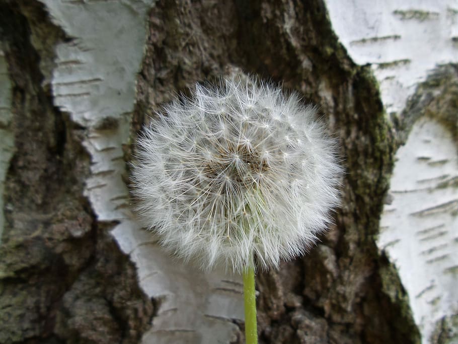 dandelion, flower, background, spring, summer, nature, dandelions HD wallpaper