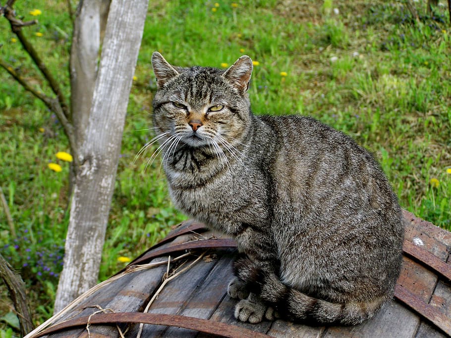 tabby kitten, cat, pets, feline, mammal, animal themes, domestic HD wallpaper