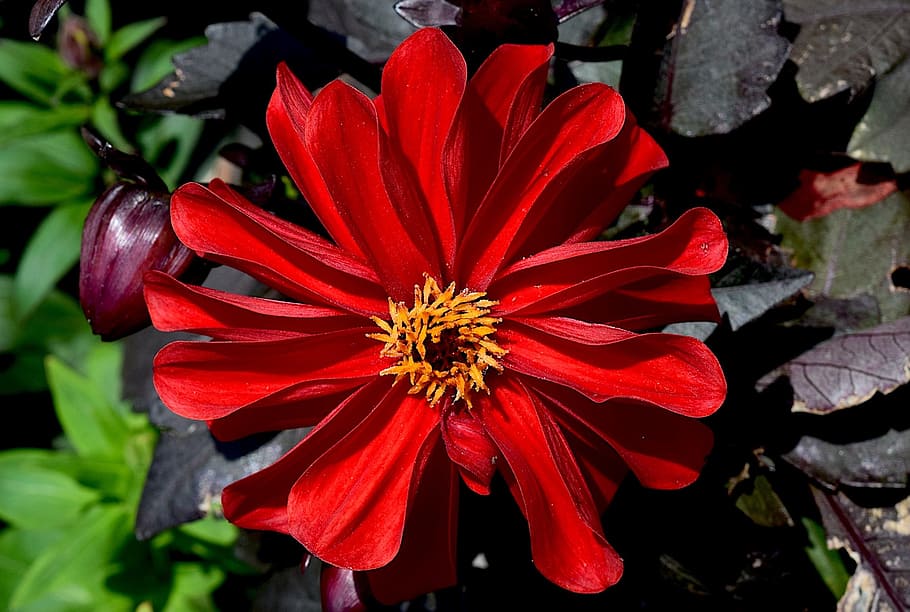 Flower, Red, Orange, Petal, Blooming, spring, nature, green HD wallpaper