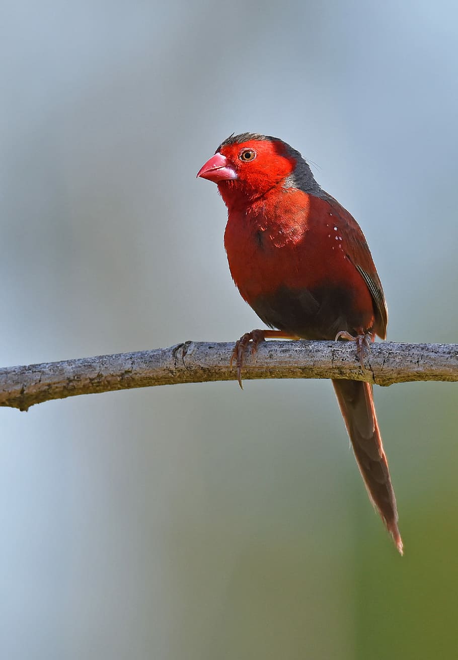 shallow focus photography of red cardinal bird, red bird on tree branch HD wallpaper