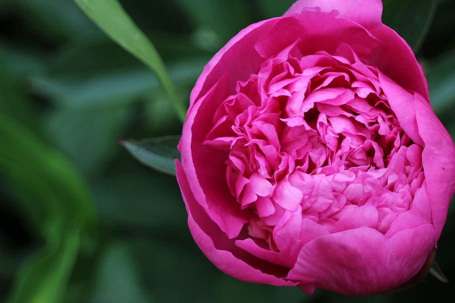 selective focus photography of blooming pink peony flower, blossom, HD wallpaper