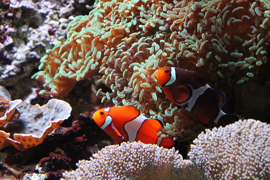 fish, or, aquarium, animal wildlife, sea life, animals in the wild HD wallpaper