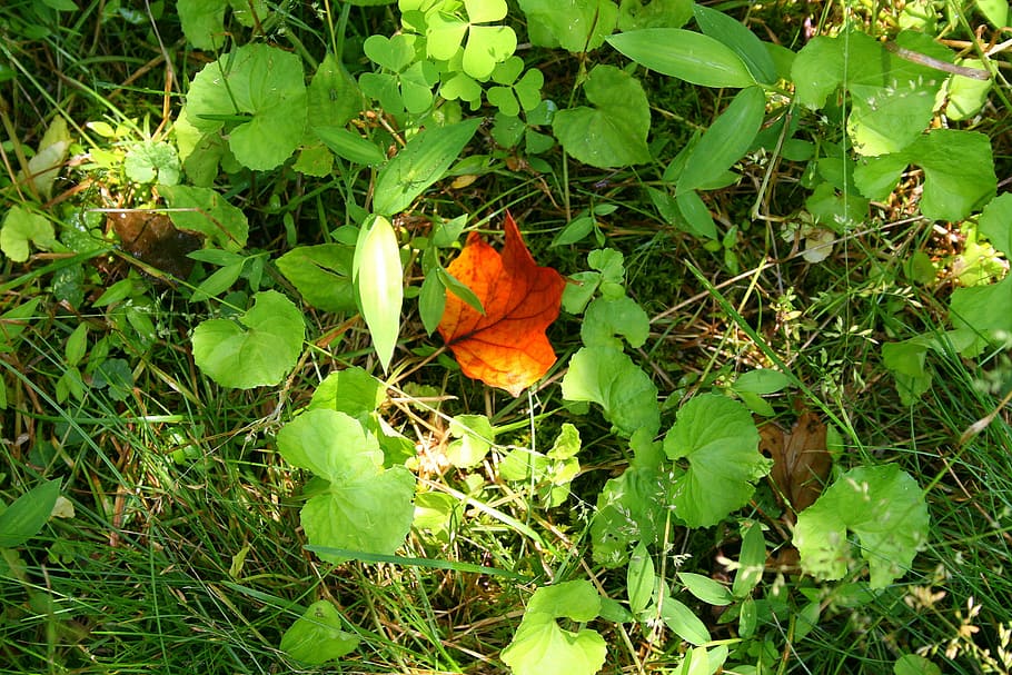 leaf, weeds, plants, green, nature, grass, leaves, autumn, season HD wallpaper