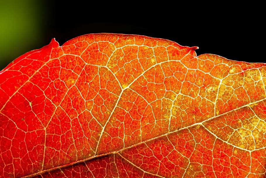 close up photography of red leaf, autumn, wine partner, yellow HD wallpaper