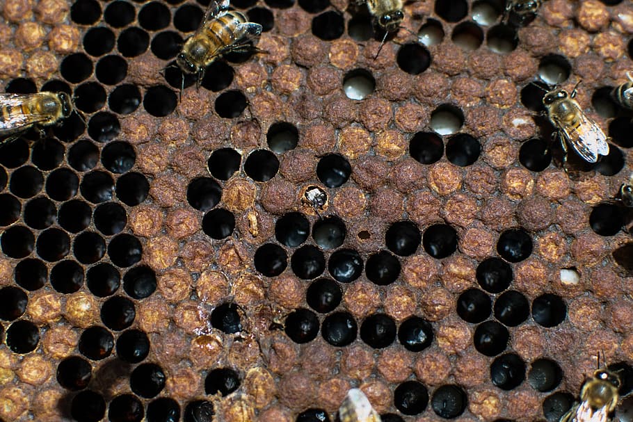 bees, nature, beekeeping, full frame, backgrounds, no people HD wallpaper