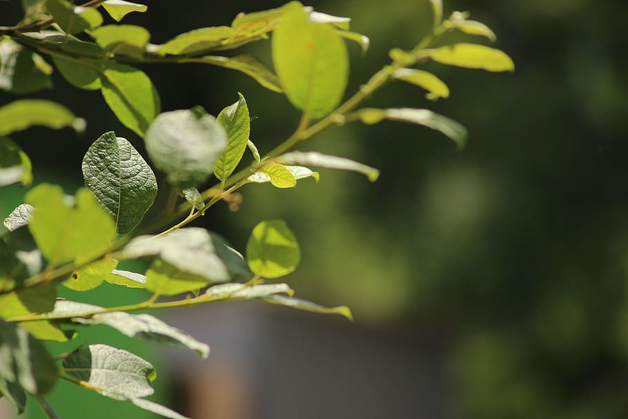 tree, branch, leaf, leaves, sun, green, plant, nature, lighting HD wallpaper