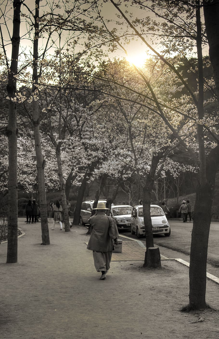 Sunset, Monk, Religion, Human, desaturated, blossoms, tree HD wallpaper