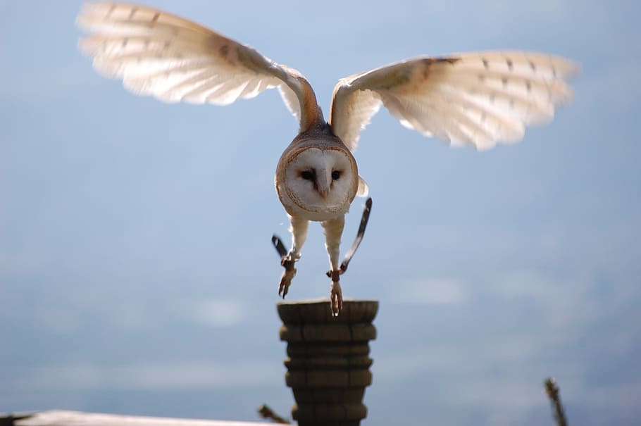 white barn owl flying over brown house during daytime, closeup, HD wallpaper