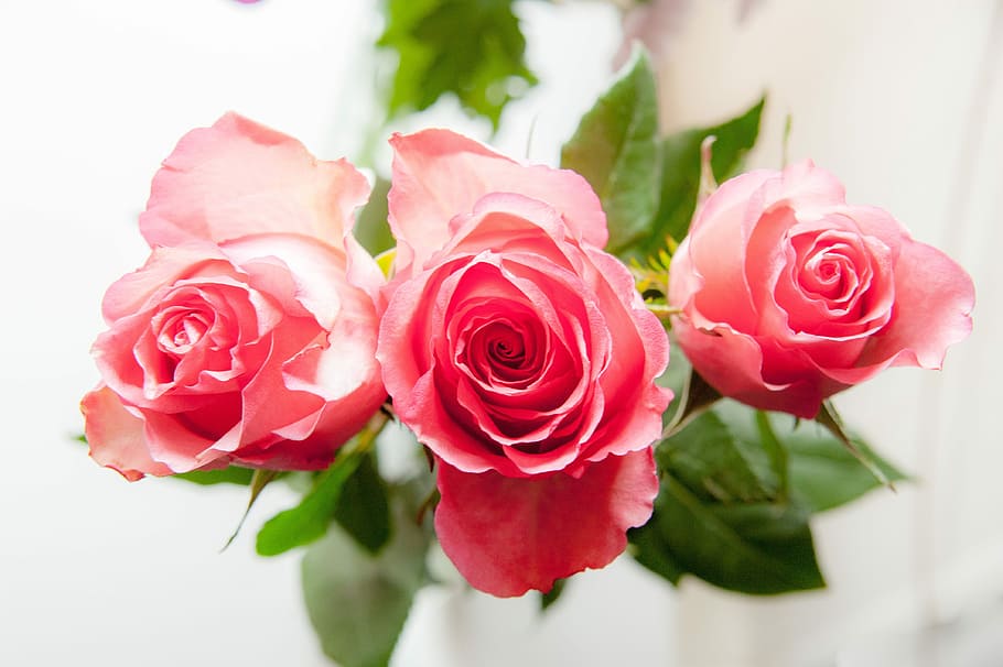 three pink rose flowers, roses, petals, tender rose, macro HD wallpaper