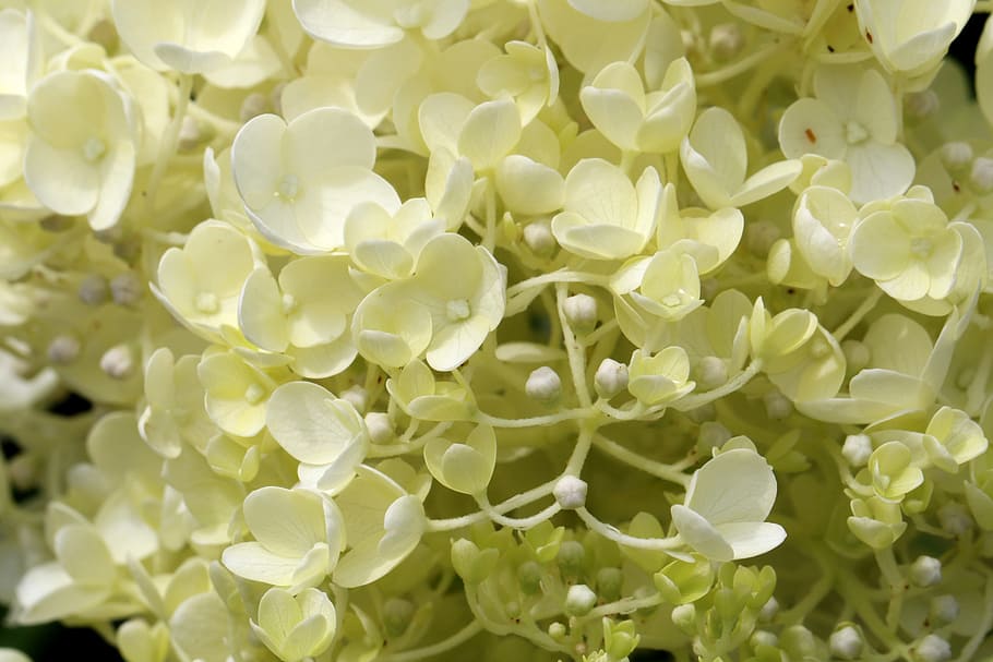 Plants, Nature, Forest, Flowers, hydrangea, landscape, park HD wallpaper