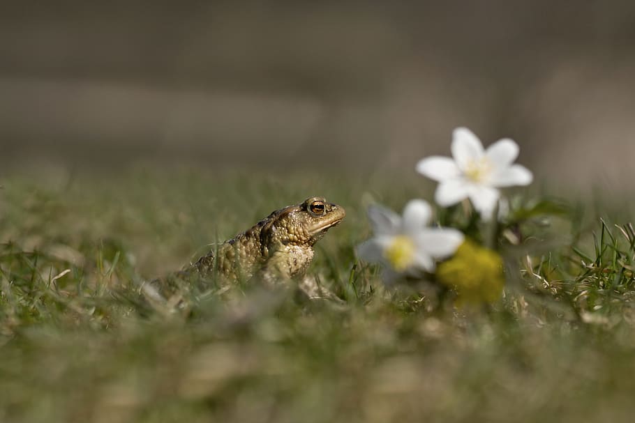 Frog, Toad, Male, Spring, Nature, amphibian, green, grass, detailed, HD wallpaper