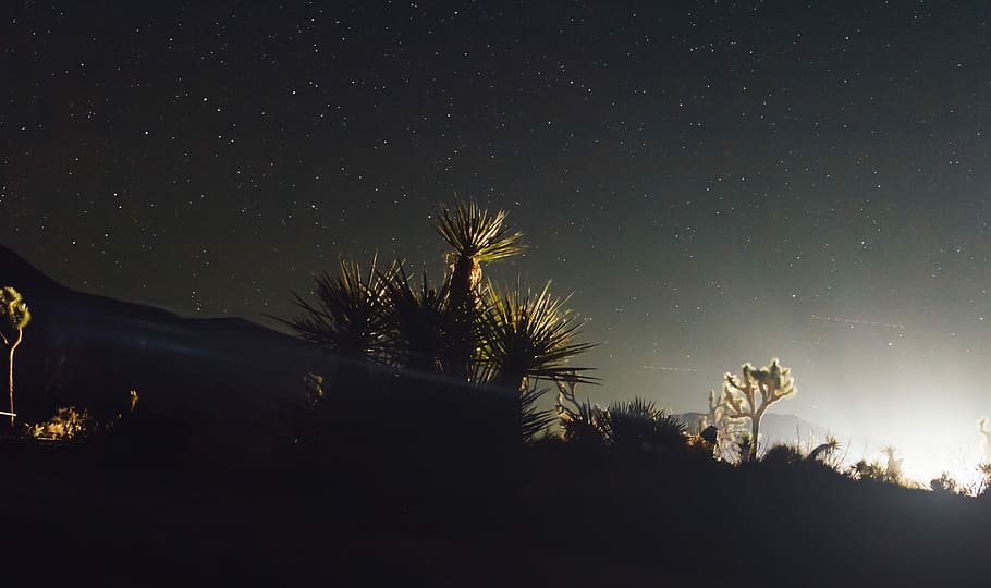photo of green leafed plant, silhouette photo of plants during nighttime HD wallpaper