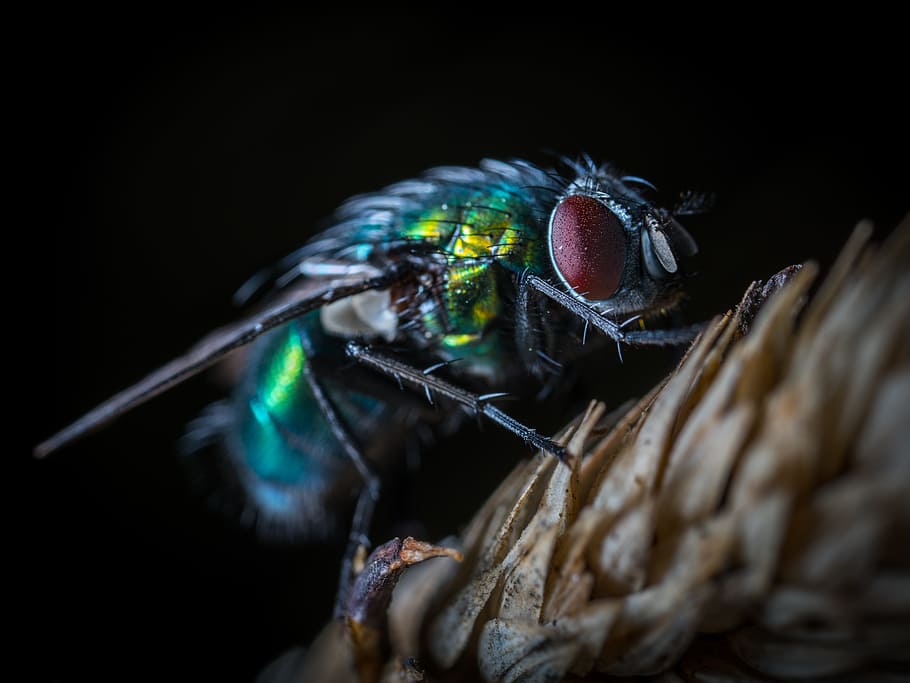 close up photo of bottlefly, insect, nature, wing, animals HD wallpaper