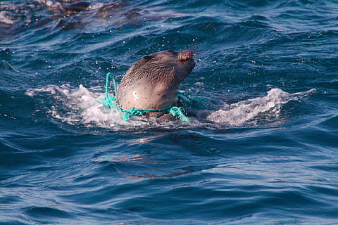 sea lion in body of water, Pollution, Seal, Distressed, Environment HD wallpaper