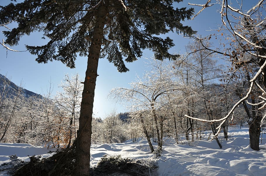 winter, snow, pine, tree, plant, cold temperature, beauty in nature HD wallpaper