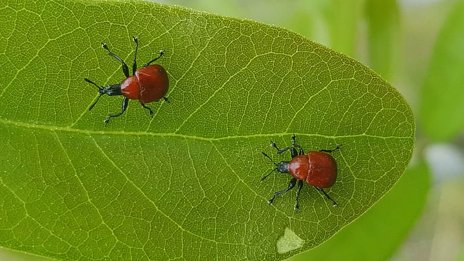 weevils, bugs, beetles, leaf-rolling weevils, insects, contrast HD wallpaper