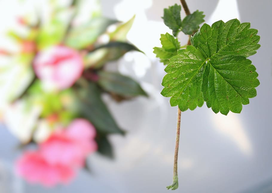 leaf, flower, fresh, colors, green, pink, nature, plant, terrace HD wallpaper
