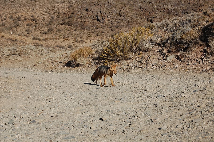 fox, mendoza, mountain, argentina, landscape, nature, andes, HD wallpaper