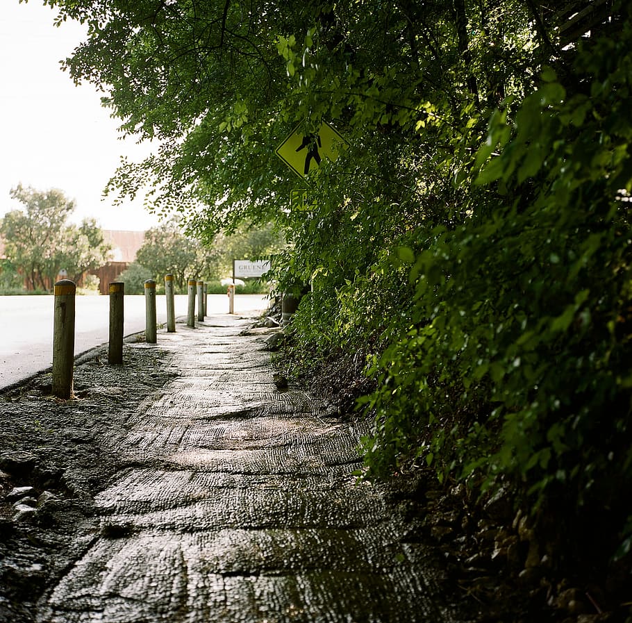 Path, Nature, Tree, Trail, Walk, green, natural, wet, rain HD wallpaper