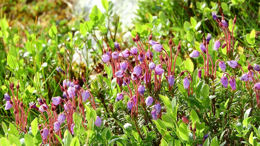 phyllodoce caerulea, ericaceae, heather, sweden, plant, purple flower HD wallpaper
