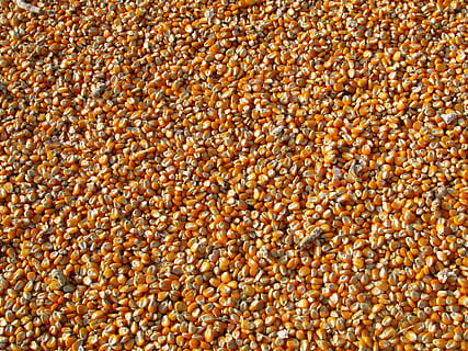 yellow corns, maize, indian corn, vegetables, seeds, food, crop HD wallpaper